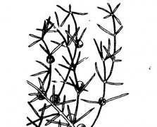 天門(mén)冬的功效與作用有哪些？