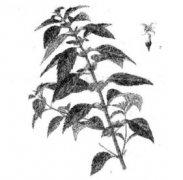 薄荷葉的功效有哪些？