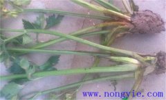 西芹裂根是怎么回事？怎樣防止？