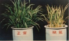 氮、磷、鉀對(duì)植物的作用分別是什么