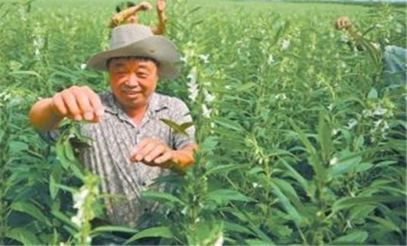 芝麻打頂的原因