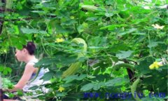 苦瓜的田間管理用打叉嗎？苦瓜的田間管理技術(shù)