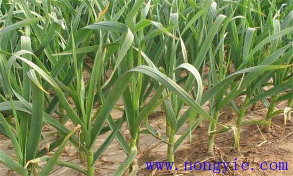 大蒜高產種植技術的關鍵環(huán)節(jié)是春管
