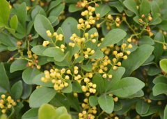 米蘭花掉葉子怎么辦？