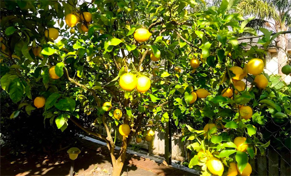 檸檬樹(shù)的除草管理