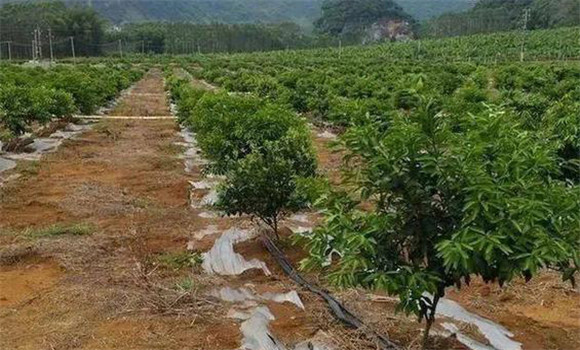 柑橘的土、肥、水管理