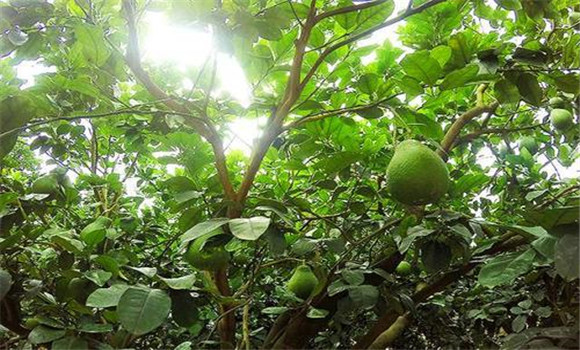 花期、幼果期適量肥水和溫度