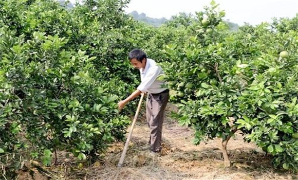 擴(kuò)穴改土，搞好肥水管理