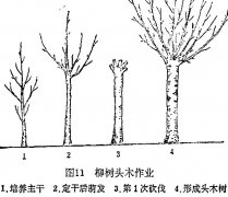 什么是柳樹頭木作業(yè) 怎樣施行？