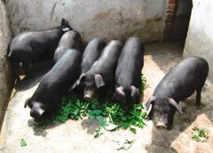 怎樣飼養(yǎng)黑豬？黑豬養(yǎng)殖技術(shù)要點介紹