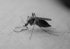 蚊子的壽命有多長，蚊子最怕什么植物、動物