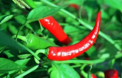 辣椒屬于什么類蔬菜？