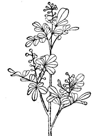 米仔蘭的栽培及其生長習(xí)性 花卉養(yǎng)殖方法