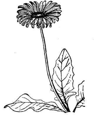 扶郎花的養(yǎng)殖技術(shù)與花期控制 花卉養(yǎng)殖方法