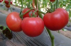 西紅柿常用激素、調(diào)節(jié)劑、微肥、葉面肥