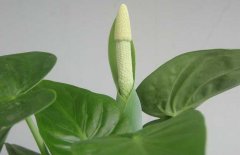 滴水觀音開花嗎？