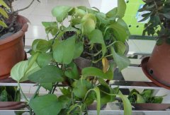 常見(jiàn)的凈化空氣的室內(nèi)植物有哪些？