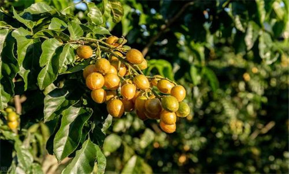 黃皮如何疏花、疏果、保果