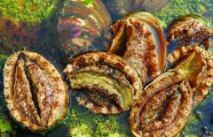 鮑魚(yú)的營(yíng)養(yǎng)價(jià)值有哪些，適宜哪些人群食用