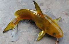黃顙魚(yú)的種類（品種）有哪些？