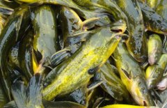 黃顙魚的營養(yǎng)價值、醫(yī)療功效與適宜人群簡介