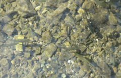 青魚魚種培育方法、親魚培育池設(shè)計(jì)與繁殖技術(shù)