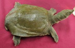 吃甲魚過敏怎么辦，其過敏的原因是什么？