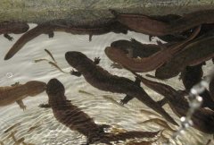 娃娃魚(yú)腐皮病的癥狀及其治療方法 如何預(yù)防？