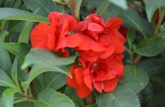 鳳仙花種子怎么種？
