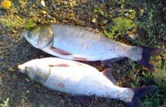 白鰱和鳙魚的區(qū)別有哪些？