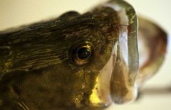 鱖魚(yú)品種有哪幾種、各有什么特點(diǎn)？