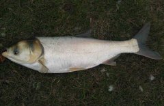 鰱魚疾病防治技術(shù)：爛鰓病、四極蟲病、豎鱗病
