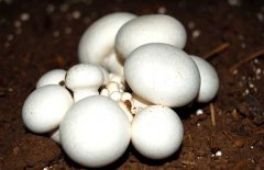 口蘑、香菇、草菇的區(qū)別