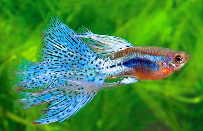 孔雀魚(yú)養(yǎng)殖方法