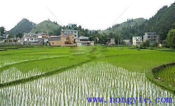 搶茬精播，穩(wěn)過立苗關