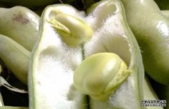 蠶豆有毒嗎？