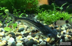 鸚鵡魚和什么魚混養(yǎng)好？