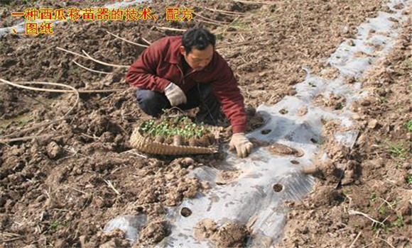 放苗、間苗、補苗