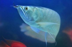 銀龍魚(yú)能長(zhǎng)多大？銀龍魚(yú)多少錢(qián)一條