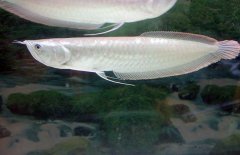 銀龍魚不吃食怎么辦，是什么原因?qū)е碌? /></a>
            <a href=