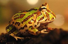 角蛙的飼養(yǎng)方法，角蛙如何飼養(yǎng)