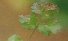 香菜葉斑病的發(fā)病條件，香菜葉斑病的防治