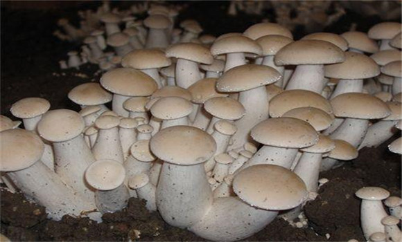 福菇肽有哪些作用，怎樣施用