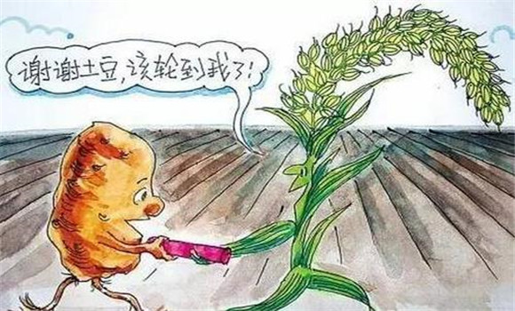 改善栽培制度，合理輪作