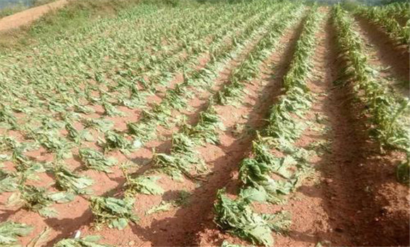 烤煙的種植茬口問(wèn)題