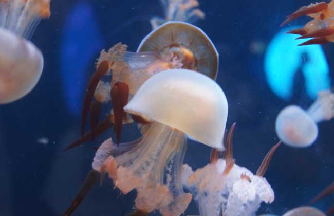 海蜇能蜇死人嗎？
