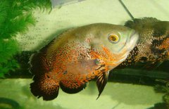 地圖魚吃什么長(zhǎng)得快，地圖魚吃什么飼料好？