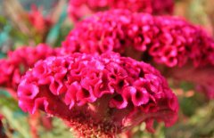 雞冠花治婦科病嗎，它有哪些作用