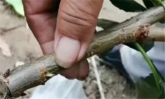 果樹靠接法嫁接方法、技術(shù)特點與方法、步驟