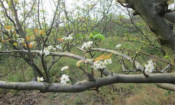 成年果樹夏、秋季開花的原因